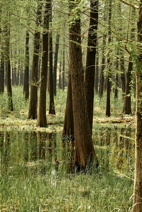 Swamp 的图像结果