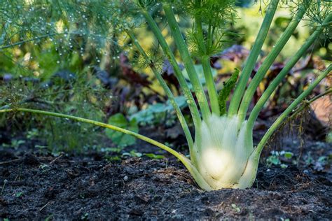 What Is Fennel
