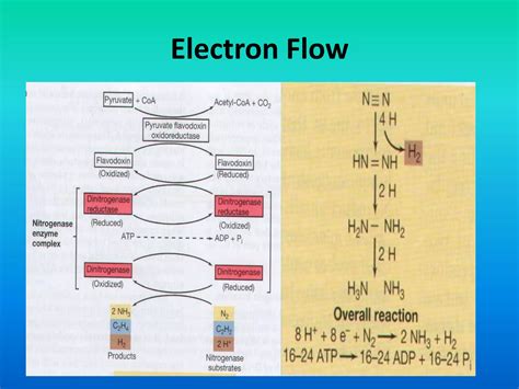 Image result for Nitrogen Fixation Process