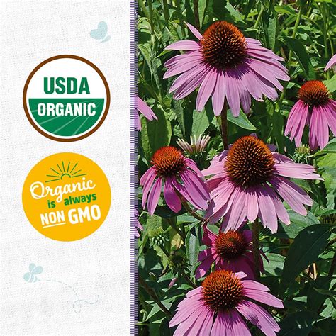 Organic Echinacea Seeds — 'Purple Coneflower' – Back to the Roots