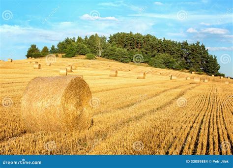 Harvesting Wheat Fields