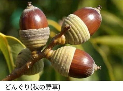 Image result for Spring Loaded Button Mechanism