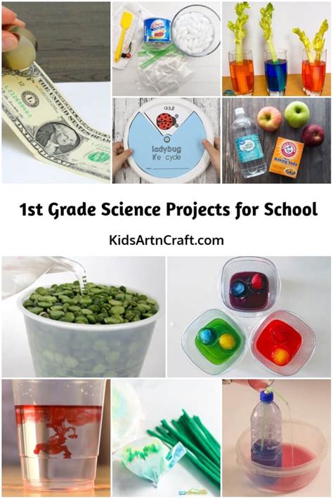 Grade 1 Science Projects 的图像结果