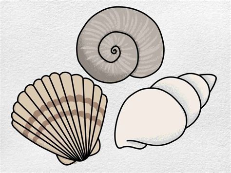 Image result for How to Draw Cute Shell