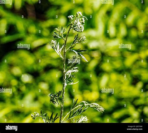 Closeup of fresh growing sweet wormwood (Artemisia Annua, sweet annie ...