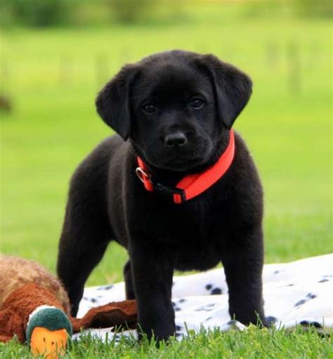 Labrador Retriever Puppies For Sale | Gap, PA #273646