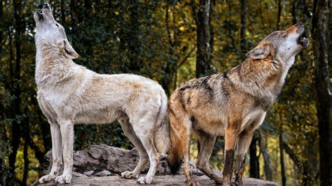Image result for Wolves System in Yellowstone