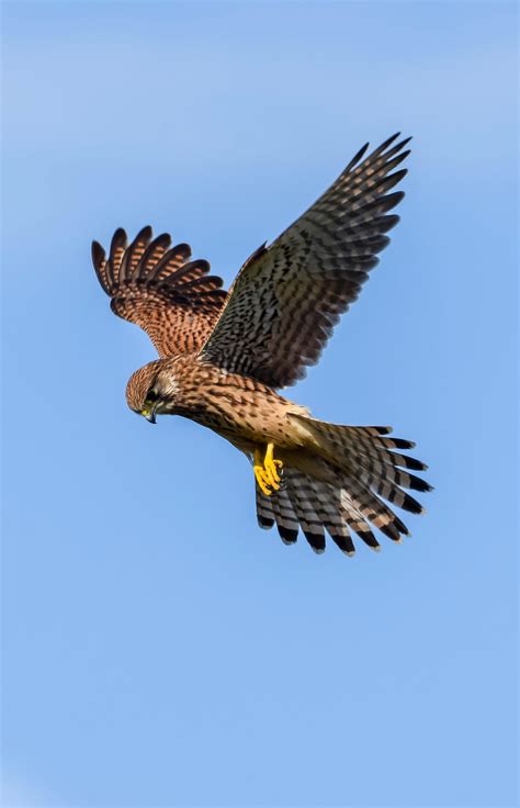 Falcon on Flight · Free Stock Photo