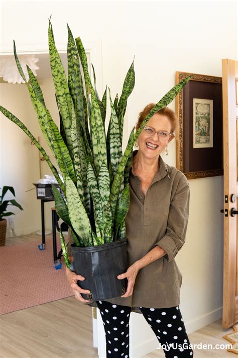 Unlocking the Secrets to Snake Plant Light Requirements: A ...
