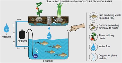 Aquaponics | VR INTERNATIONAL