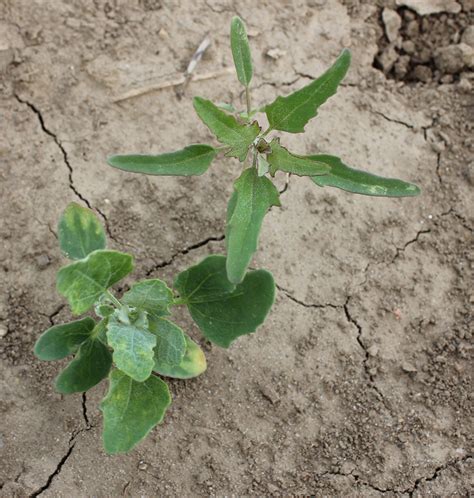 Figleaved Goosefoot | Weed identification guide for Ontario crops | ontario.ca