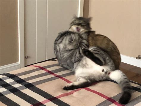 Sharing your cats fight with each other : r/cats