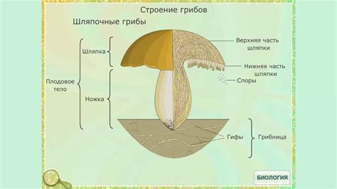Строение грибов - YouTube