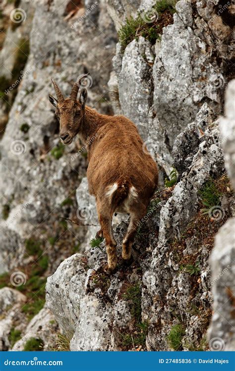 Capra ibex stock photo. Image of nature, flowers, cliffs - 27485836