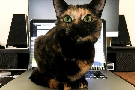 Image result for Cat Sitting at Computer