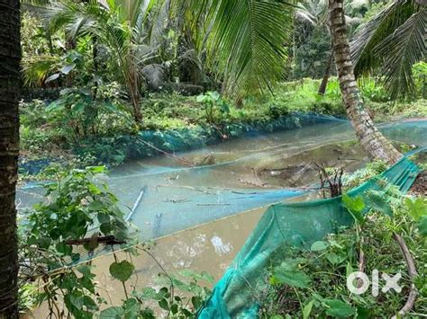 Coconut tree and fish pond - Lands & Plots - 1814974381
