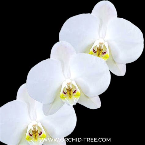Buy Phalaenopsis Orchids Online India | Moth Orchid Colors Flower ...