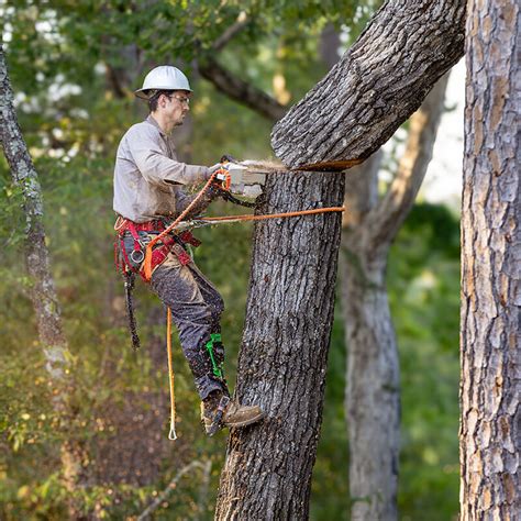 Image result for Using a Snatch Block for Felling a Tree