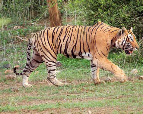 Here's How Sariska Tiger Reserve Rescued Our Contributor From Visions