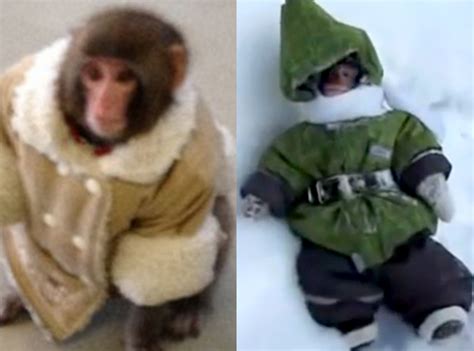 If You Loved the Ikea Monkey, Check Out This Adorably Playful Monkey!