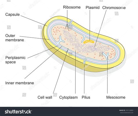 Bacterial Cell Structure 的图像结果