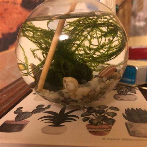 Image result for DIY Java Moss Decorations