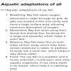 Describe the aquatic adaptations of the given mu(C)→ रे मछली अथवा मेढ़क ...