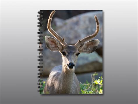 Spiral Notebook - Young Buck with His First Antlers - Moment of ...