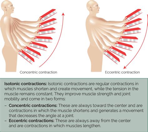 Image result for Isotonic Muscle Contraction