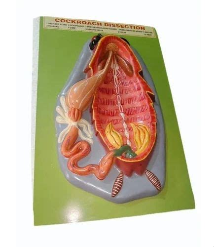 Cockroach Dissection Kit 的图像结果