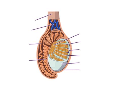 Image result for Testes Structure Class 12