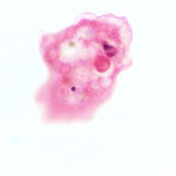 Cole-Parmer Prepared Slide, Amoeba Proteus from Cole-Parmer India