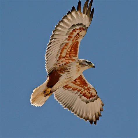 11 Amazing Hawks With White Heads (With Pictures)