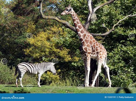 Zebra Giraffe Animal
