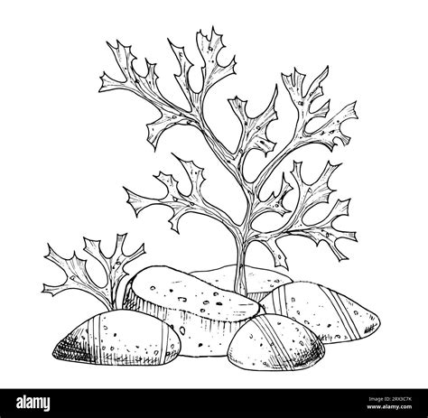 Seabed with Coral reefs, seaweeds and stones. Hand drawn vector ...