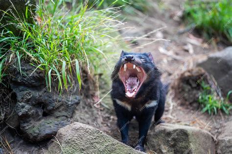 Tasmanian Devil Sound From Tasmanian Bush! – SQPSDH