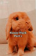 Image result for Baby Bunny Care Kit