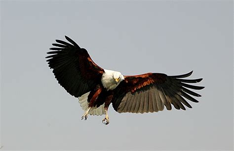 African Fish Eagle.jpg | BirdForum