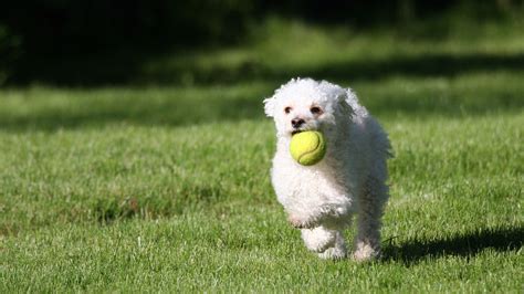 Pet App In Winslow, ME | Garland Road Small Animal Hospital