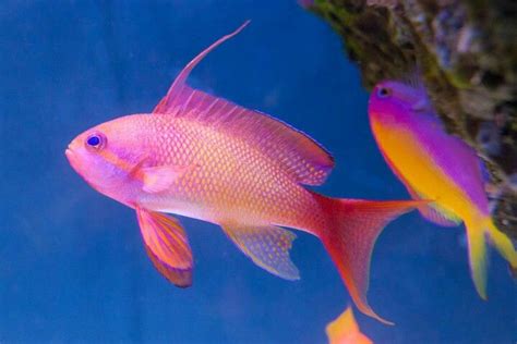 Color Fish 的图像结果