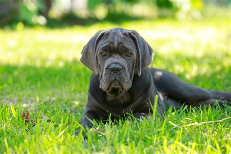 Mastiff Might: A Breakdown of Italian, Spanish, and French Varieties ...