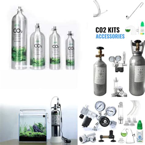 Online Aquarium Fishes | FRESHWATERAQUATICA
