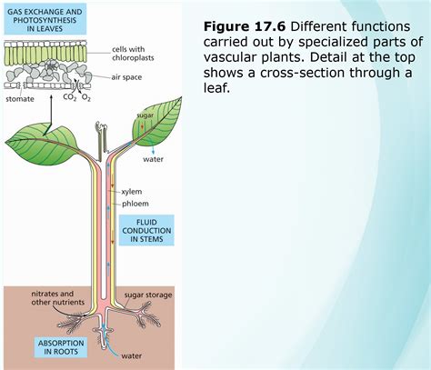 Plant 的图像结果