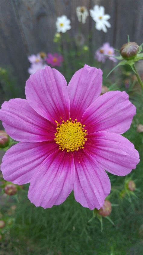 flower pictures real