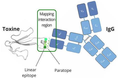 Peptide Microarray Applications 的图像结果