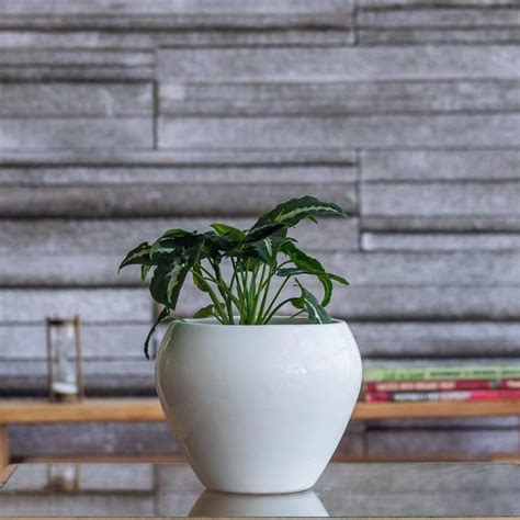 Gifts For People Who Love Plants