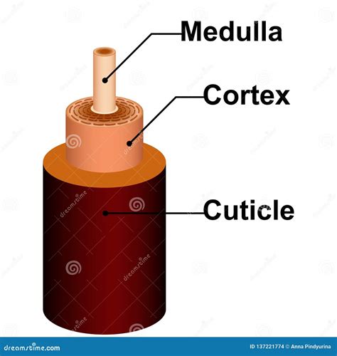 Detailed Hair Structure Anatomy of Medulla Cortex Cuticle Stock Vector ...