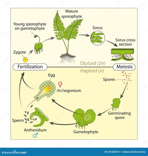 Life cycle o a ffern stock illustration. Illustration of haploid - 241644613