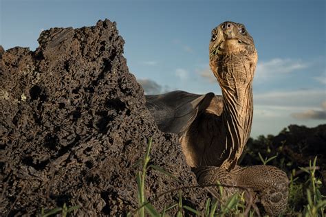 Okawango - Afrikas Delta der Wunder - National Geographic