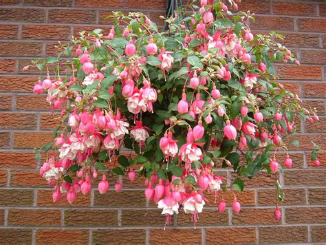 How To Plant A Fuchsia Hanging Basket at Kai Larry blog